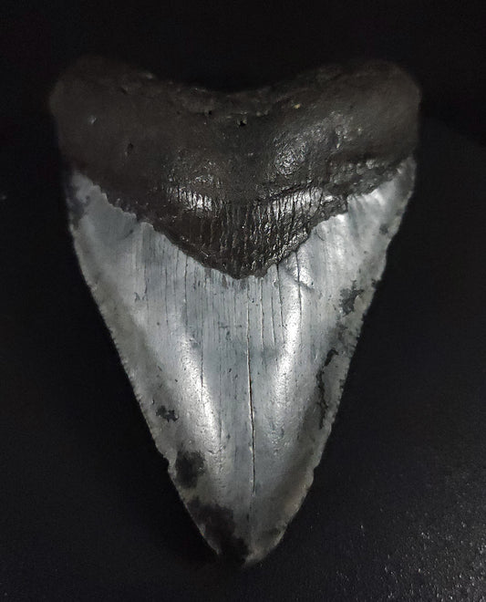 Authentic, 3.45" Fossil Megalodon Tooth - Venice, Florida