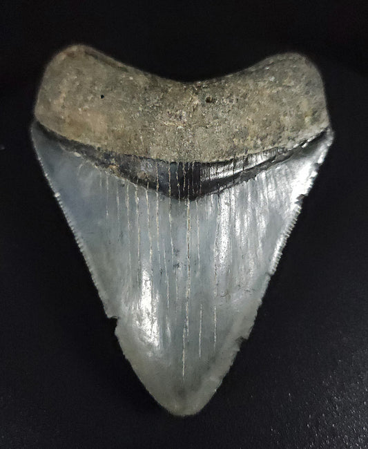 Authentic, 3.10" Fossil Megalodon Tooth - Venice, Florida