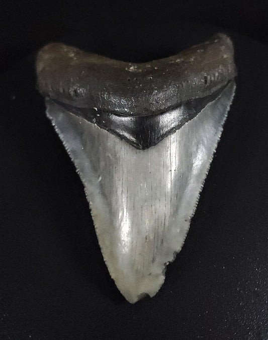 Authentic, 3.37" Fossil Megalodon Tooth - Venice, Florida