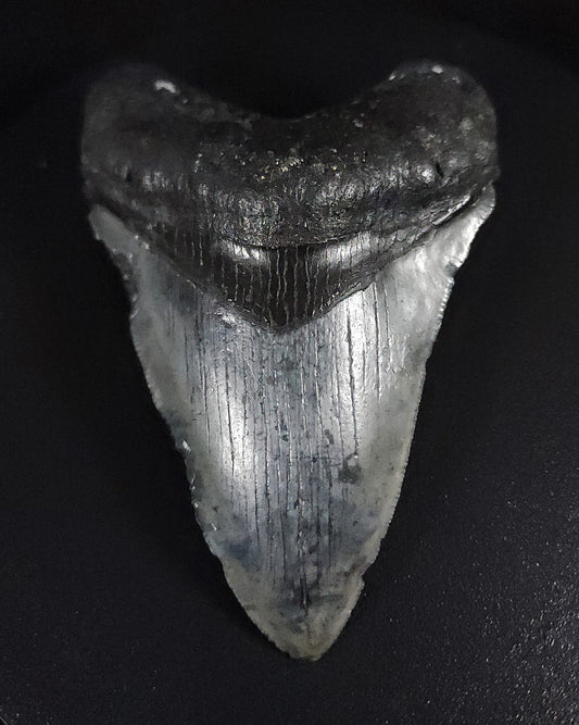 Authentic, 3.65" Fossil Megalodon Tooth - Venice, Florida