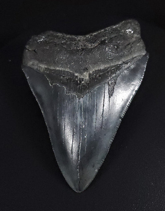 Authentic, 3.69" Fossil Megalodon Tooth - Venice, Florida