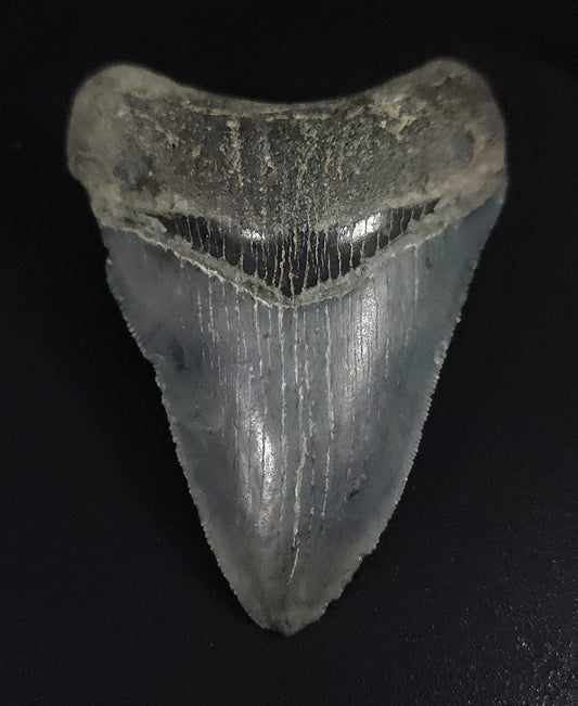 Authentic, 3.21" Fossil Megalodon Tooth - Venice, Florida