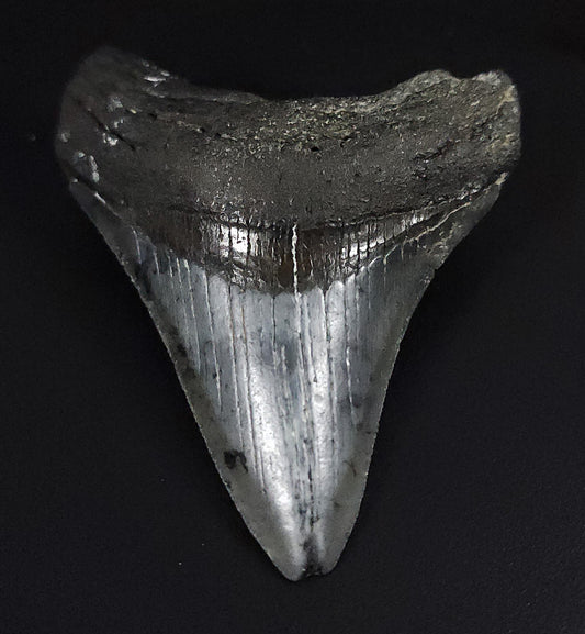 Authentic, 3.32" Fossil Megalodon Tooth - Venice, Florida