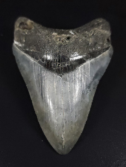 Authentic, 3.31" Fossil Megalodon Tooth - Venice, Florida