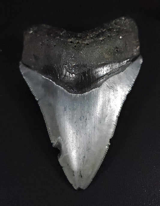 Authentic, 3.34" Fossil Megalodon Tooth - Venice, Florida
