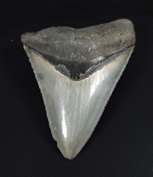 Authentic, 3.32" Fossil Megalodon Tooth - Venice, Florida
