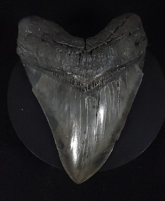 Authentic, 6.02" Fossil Megalodon Tooth - South Carolina