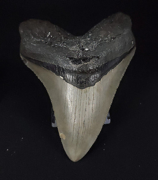 Authentic, 3.78" Fossil Megalodon Tooth - Meg Ledge