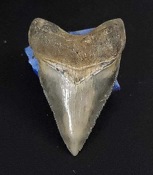 Beautiful, 1.85" Fossil Megalodon Tooth - Golden Beach, Florida