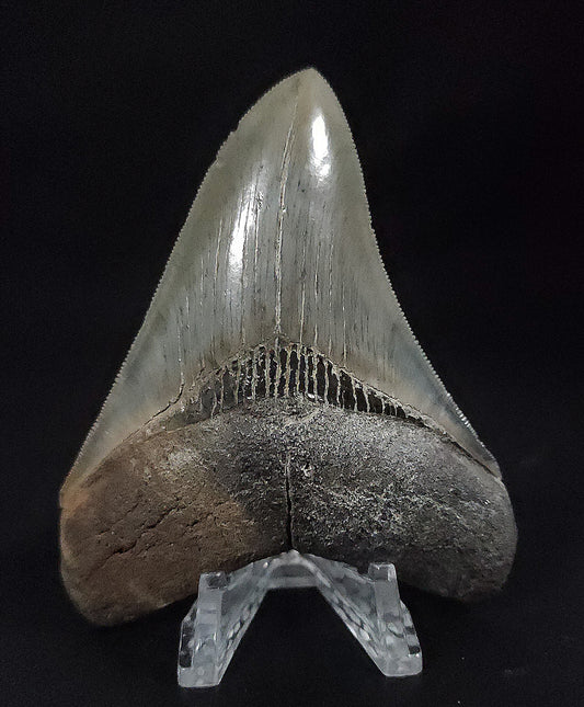 Serrated, 3.75" Fossil Megalodon Tooth - South Carolina