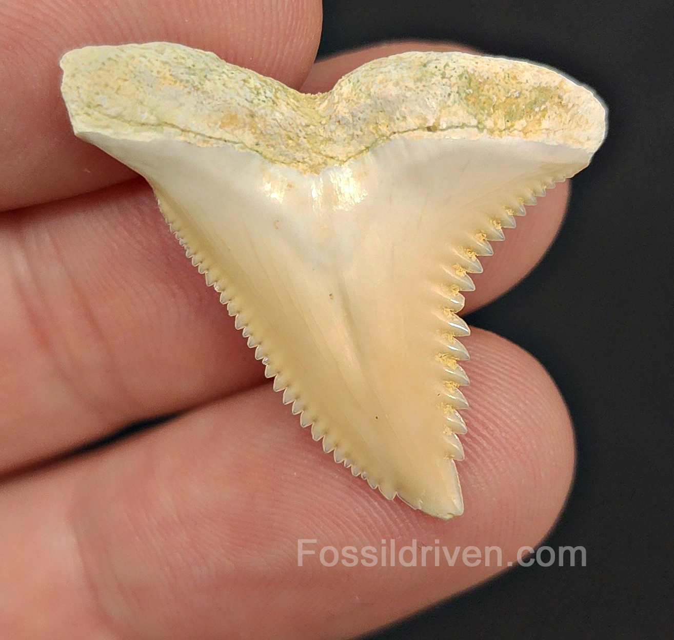Authentic, 1.24" Fossil Hemipristis Tooth - Bone Valley, Florida