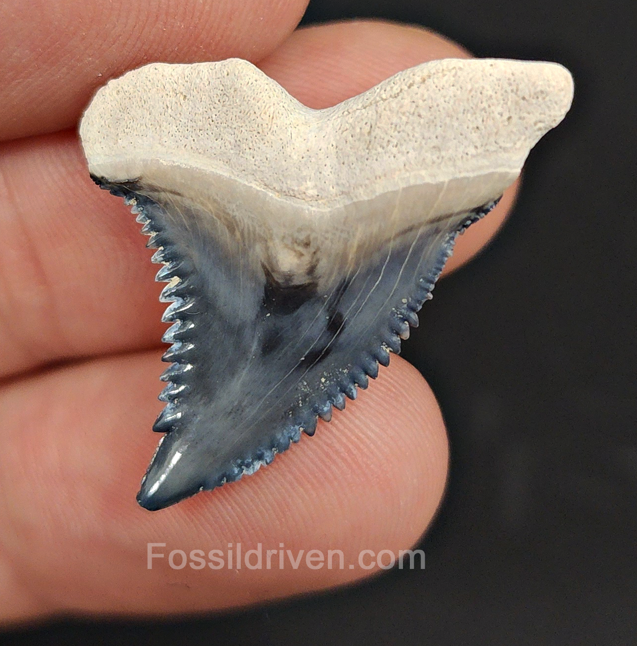 Authentic, 1.25" Fossil Hemipristis Tooth - Bone Valley, Florida