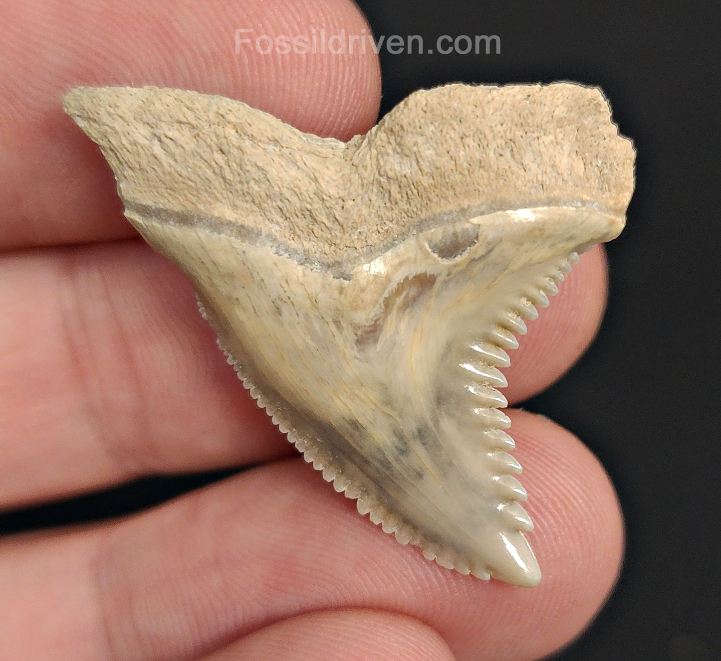Authentic, 1.41" Fossil Hemipristis Tooth - Bone Valley, Florida