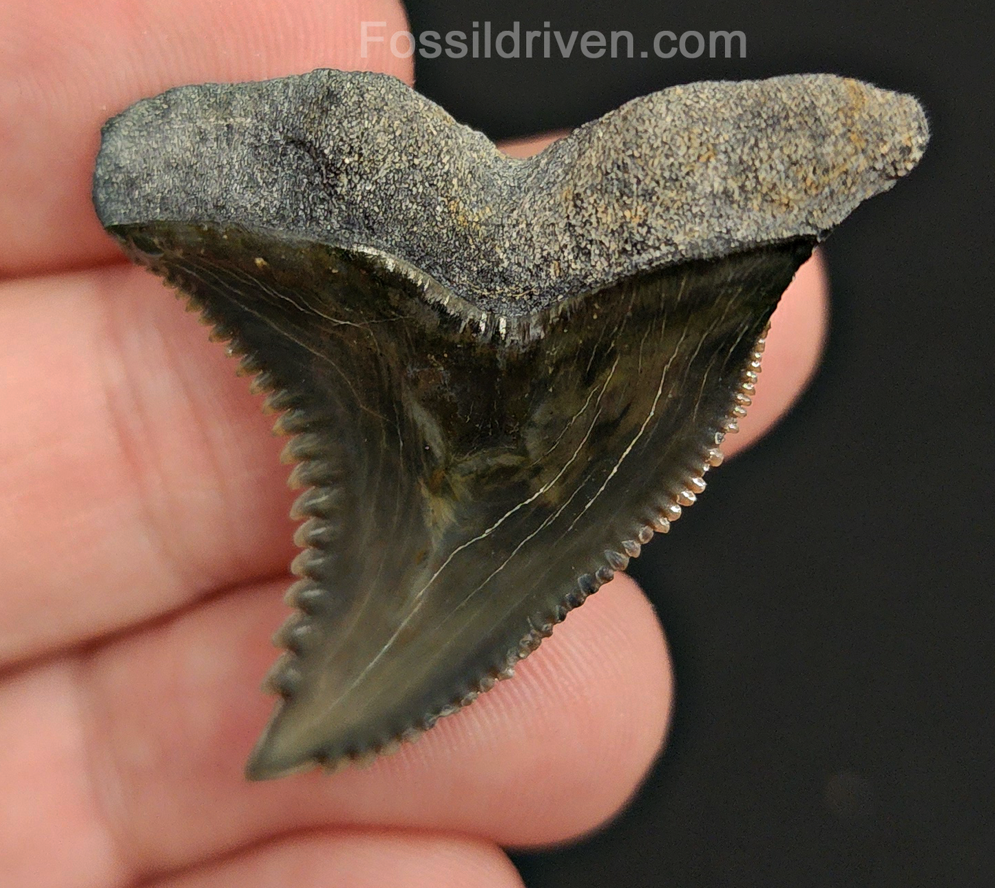 High Quality, 1.58" Fossil Hemipristis Tooth - Bone Valley, Florida