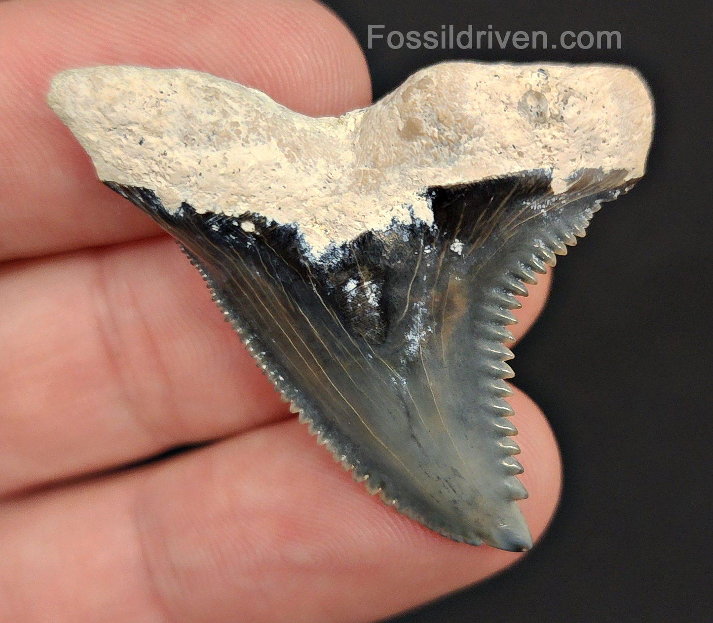 Authentic, 1.67" Fossil Hemipristis Tooth - Bone Valley, Florida