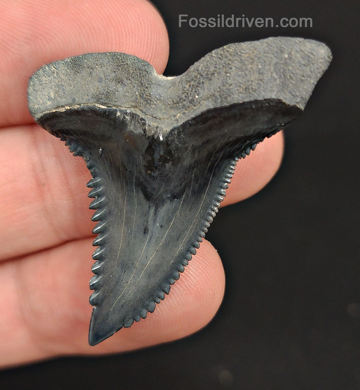 High Quality, 1.73" Fossil Hemipristis Tooth - Bone Valley, Florida