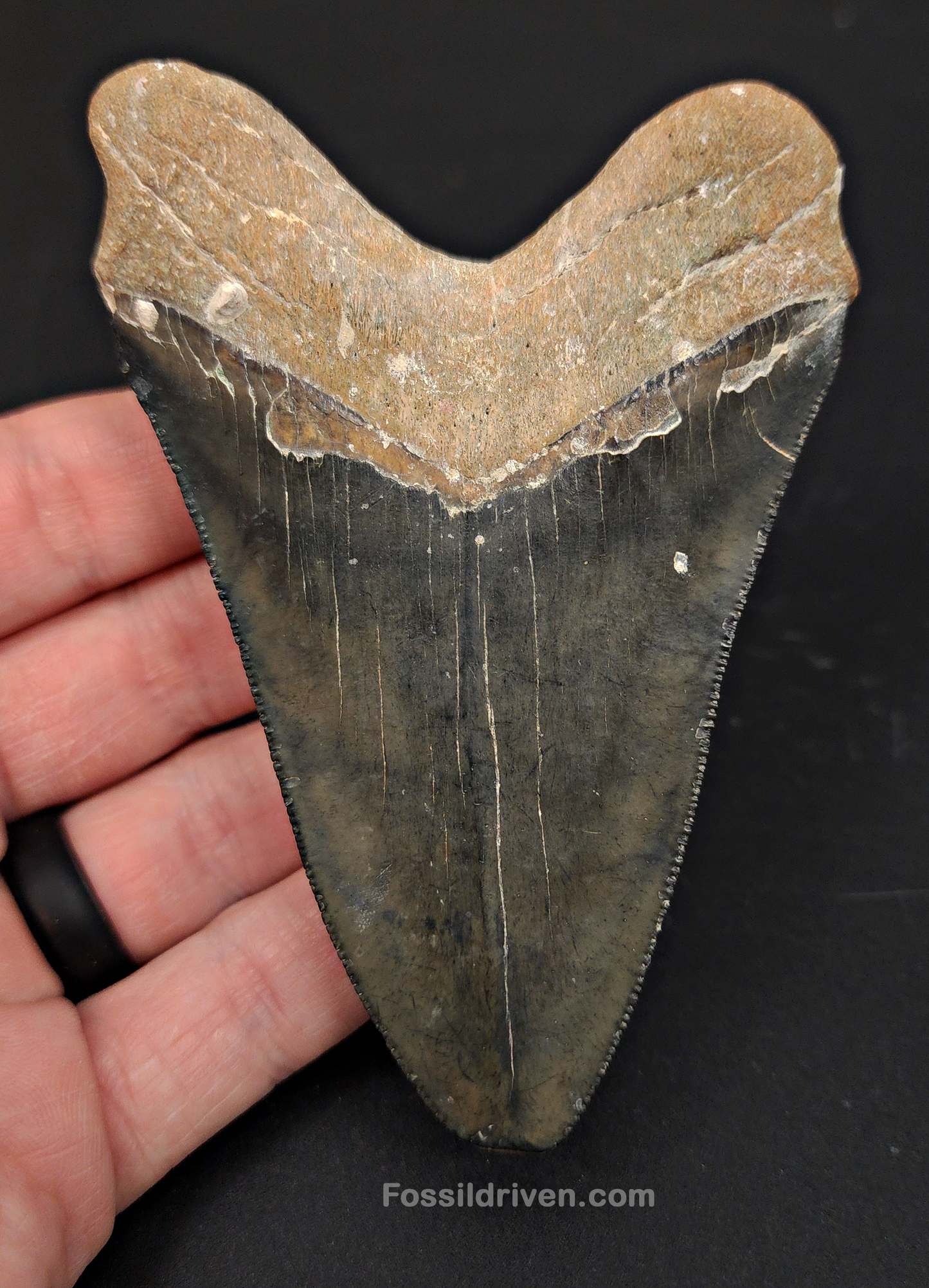 Authentic, 4.09" Fossil Megalodon Tooth - Venice, Florida