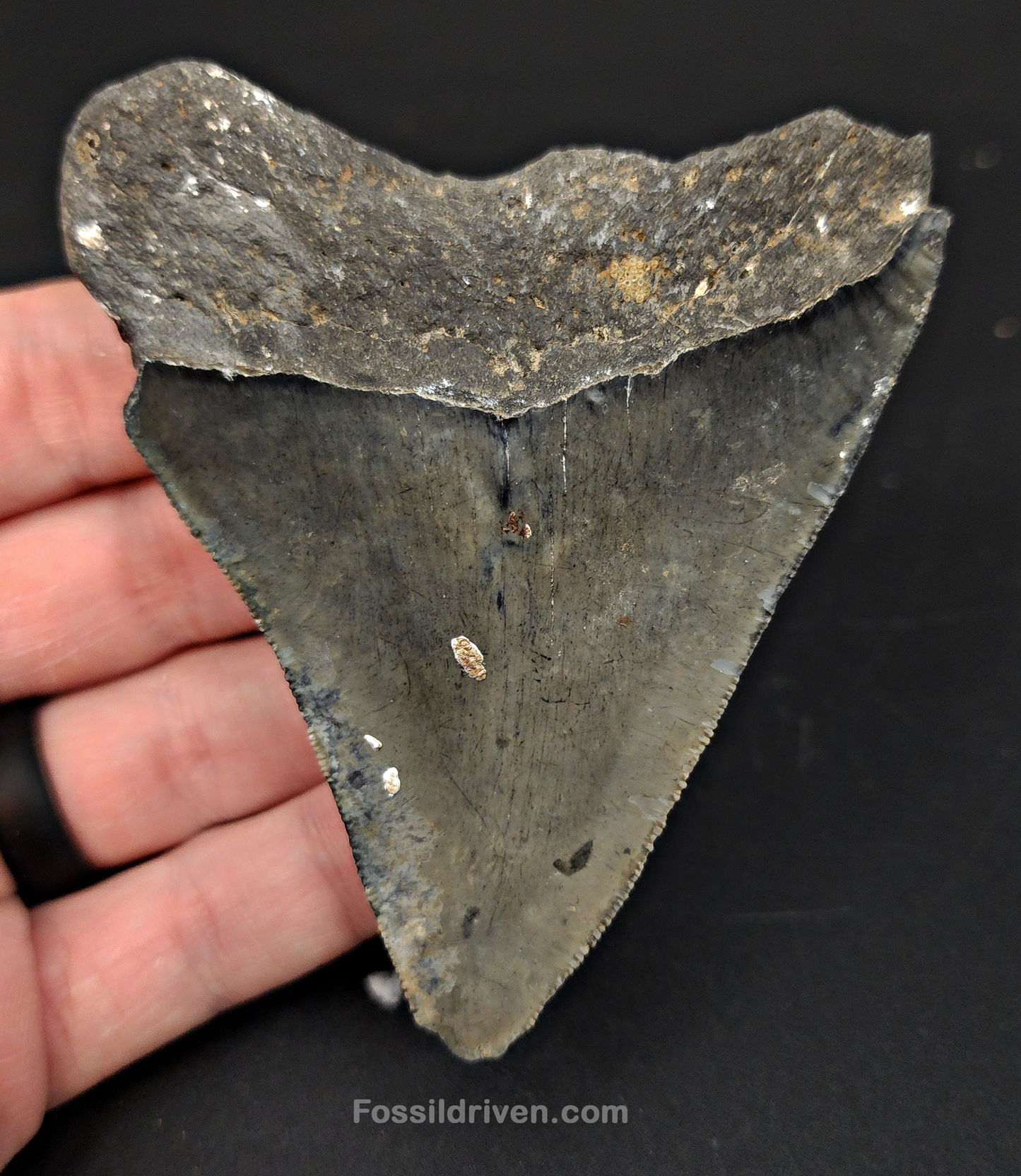 3.53" Fossil Megalodon Tooth – Authentic Fossil from Venice, Florida