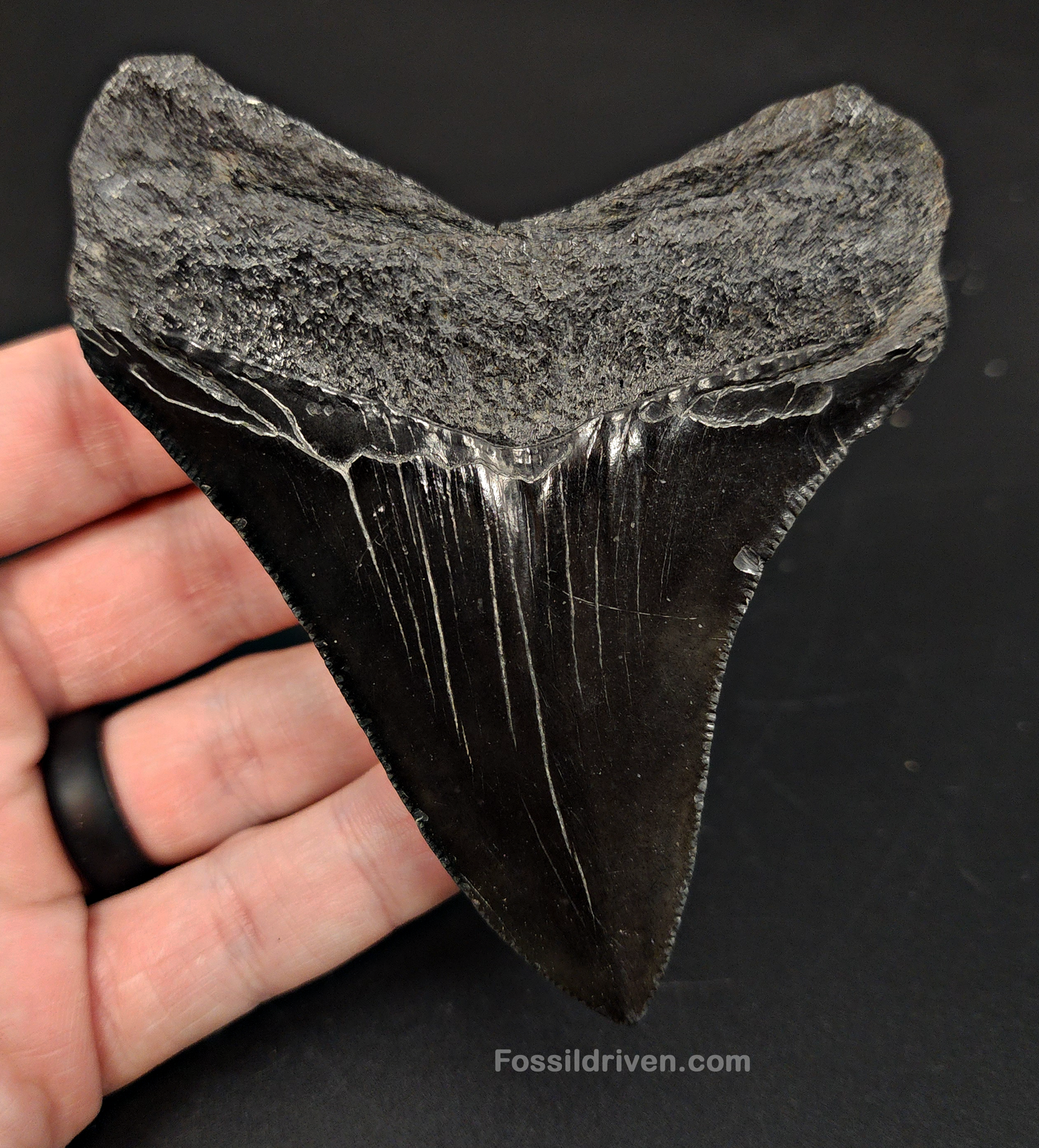 Authentic, 4.00" Fossil Megalodon Tooth - South Carolina
