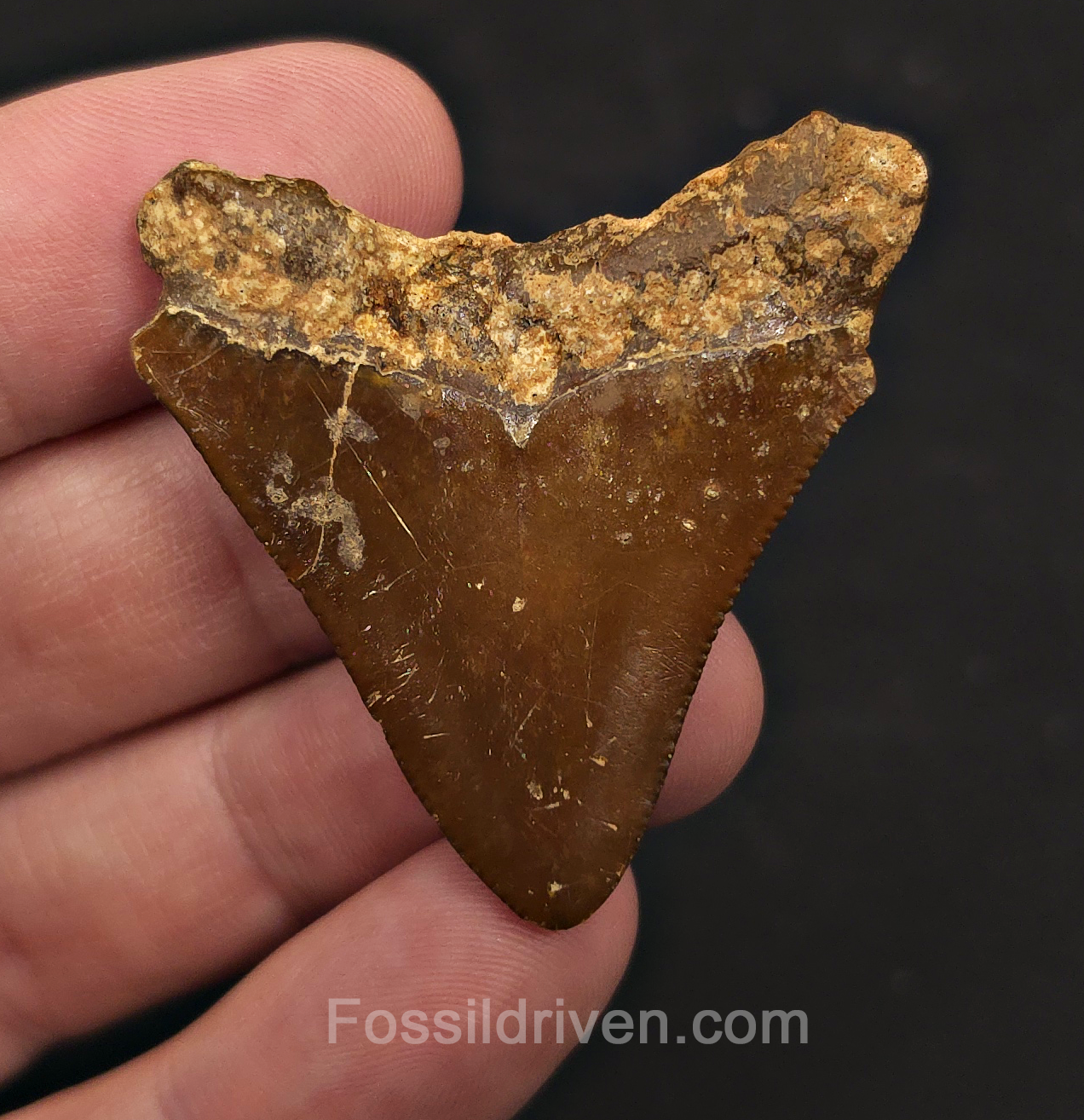 Authentic, 1.79" Megalodon Tooth - Indonesia