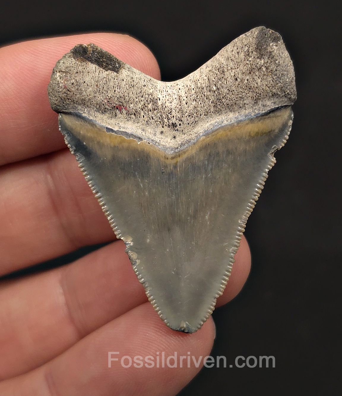 Authentic, 1.84" Megalodon Tooth - Bone Valley, Florida