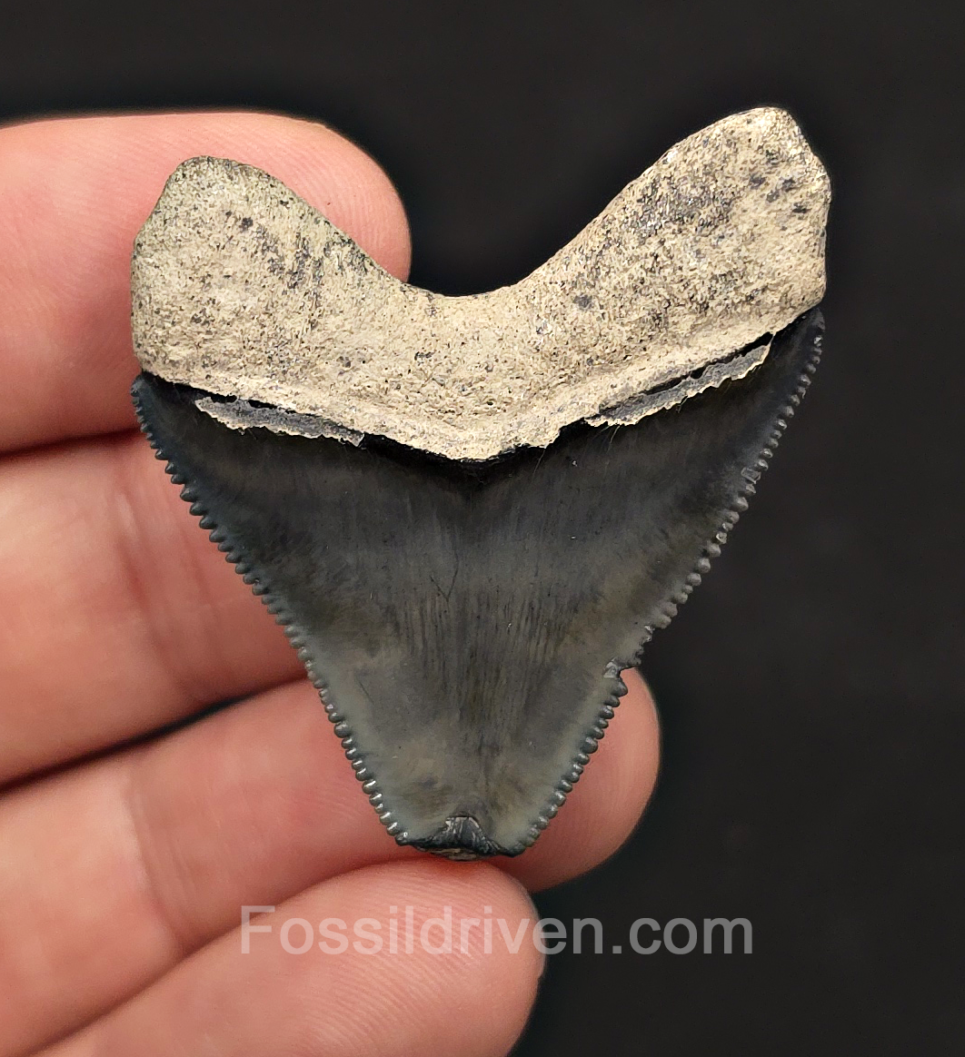 Hubbell, 1.71" Megalodon Tooth - Bone Valley, Florida