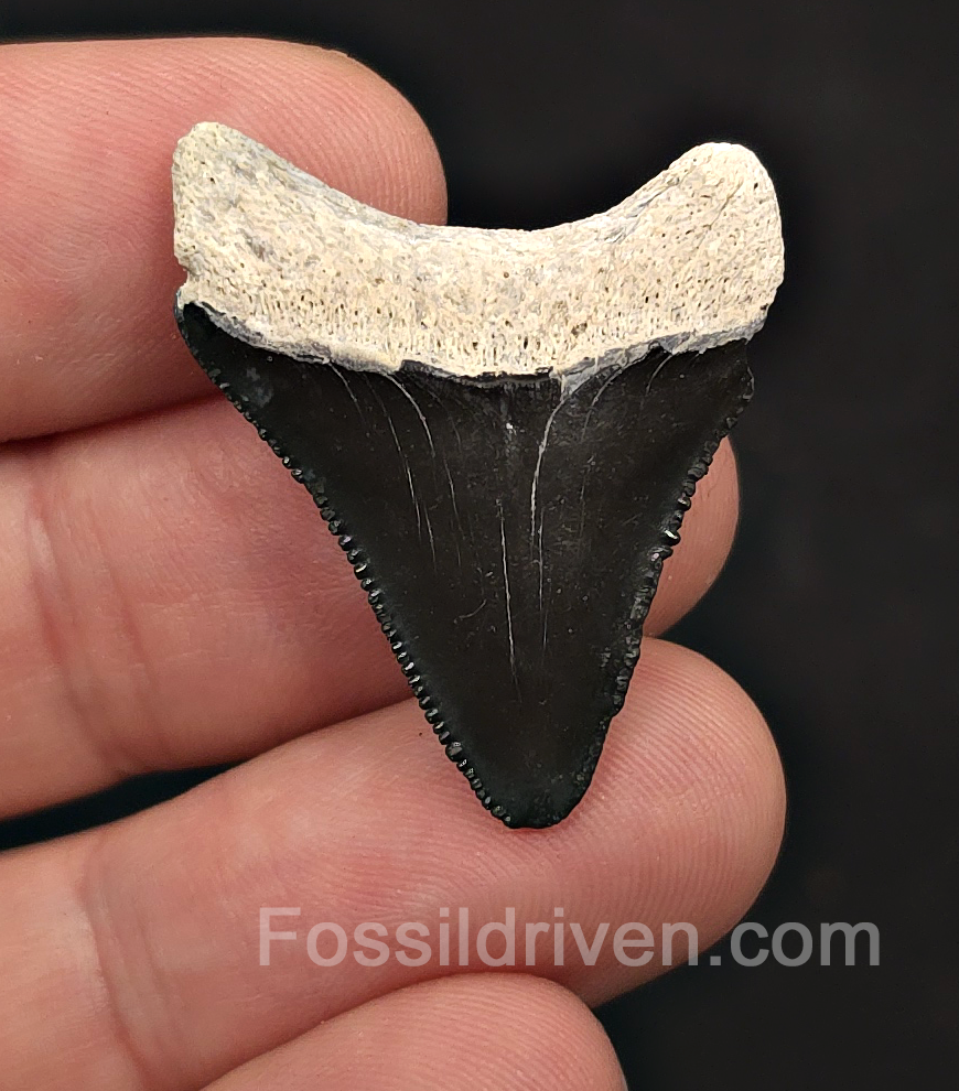 Classic, 1.35" Megalodon Tooth - Bone Valley, Florida