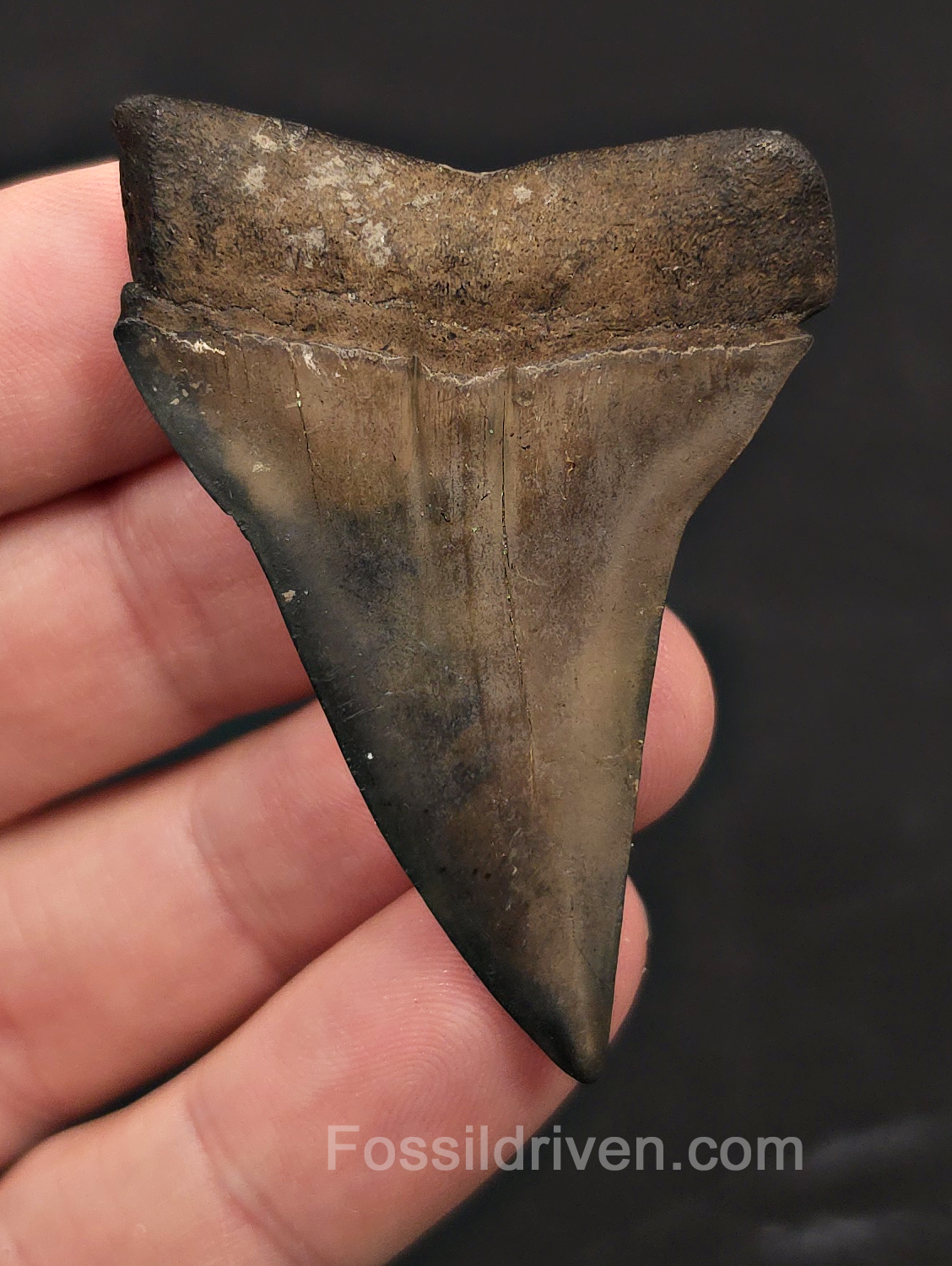 2.32" Fossil Hastalis Mako Shark Tooth - South East, Georgia