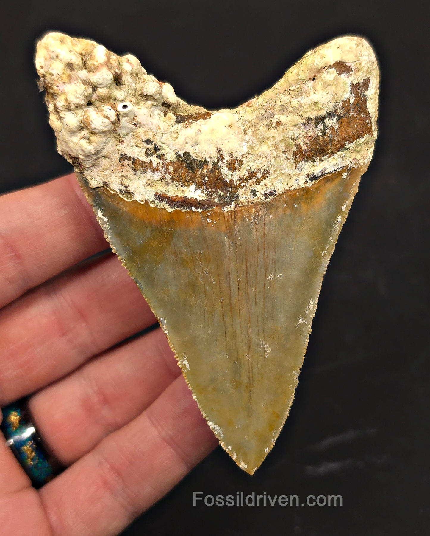 Rare Location, 3.66" Megalodon Tooth - Patnanungan, Quezon, Philippines
