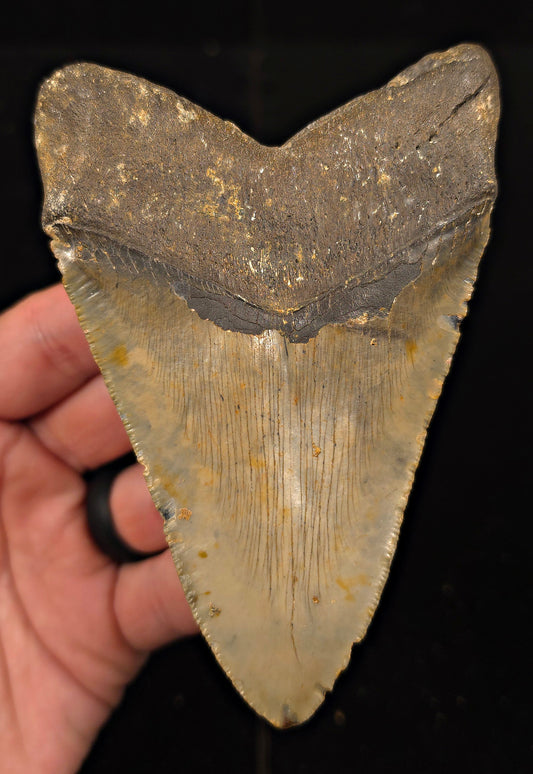 Authentic, 4.88" Fossil Megalodon Tooth - Meg Ledge, North Carolina
