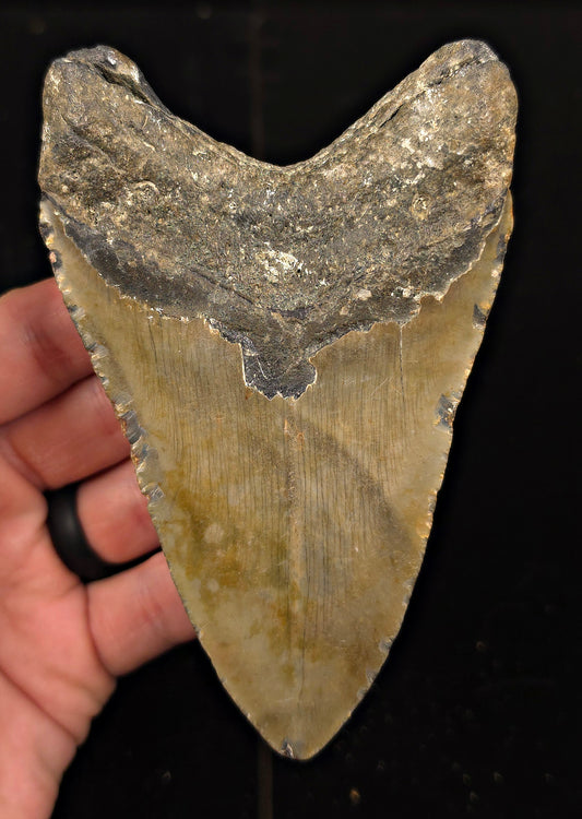 Authentic, 4.98" Fossil Megalodon Tooth - Meg Ledge, North Carolina