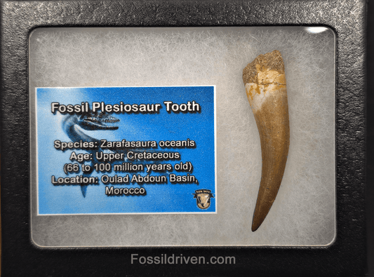 2.05" Fossil Plesiosaur (Zarafasaurus) Tooth - Morocco - Fossil Driven