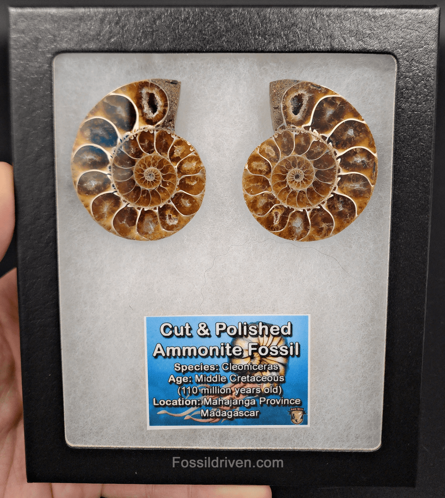 2.07" Cut & Polished Agatized Ammonite Fossil – Display Specimen | Fossil Driven - Fossil Driven