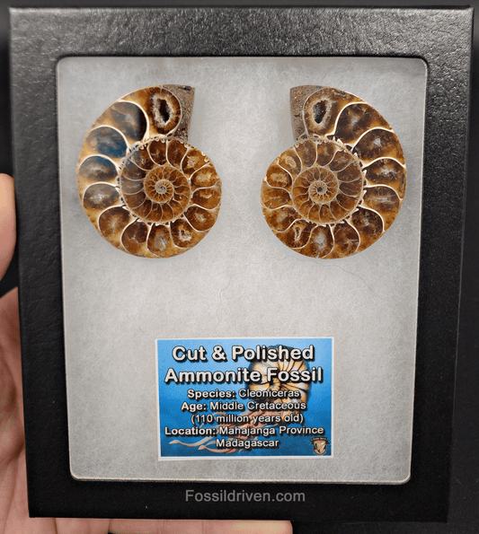 2.07" Cut & Polished Agatized Ammonite Fossil – Display Specimen | Fossil Driven - Fossil Driven