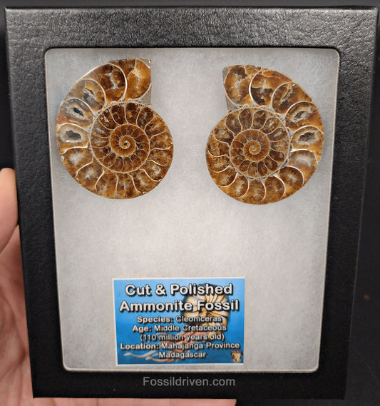 2.10" Cut & Polished Agatized Ammonite Fossil - Real Fossil | Fossil Driven - Fossil Driven