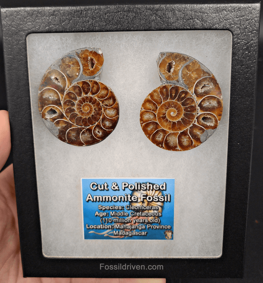 2.11" Cut & Polished Agatized Ammonite Fossil – Display Specimen | Fossil Driven - Fossil Driven