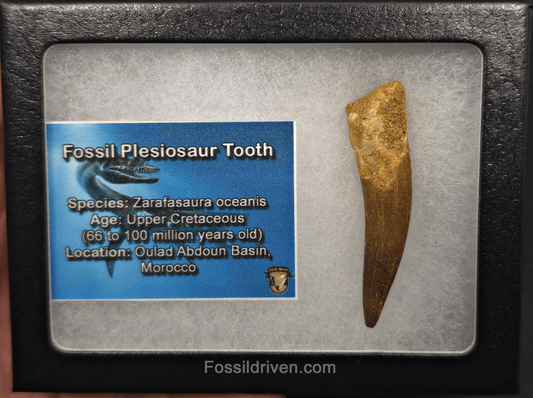 2.13" Fossil Plesiosaur (Zarafasaurus) Tooth - Morocco - Fossil Driven