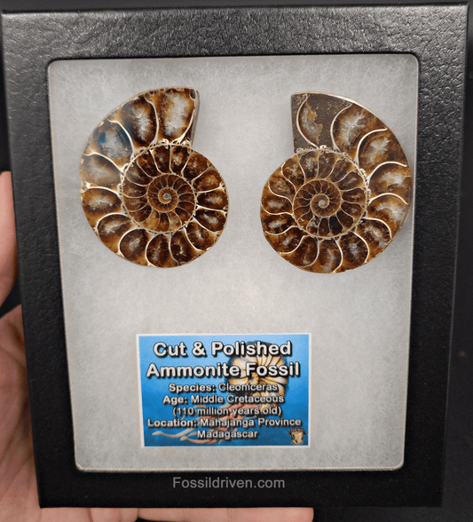 2.17" Cut & Polished Agatized Ammonite Fossil – Display Specimen | Fossil Driven - Fossil Driven