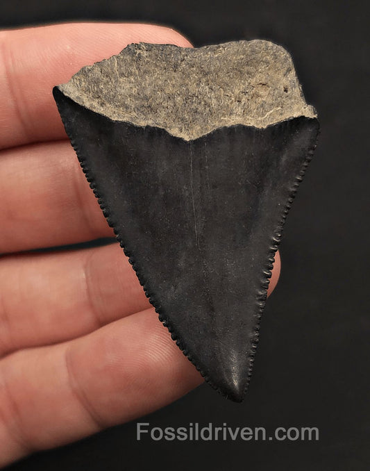 2.19" Fossil Great White Shark Tooth – Savannah River, Georgia - Fossil Driven
