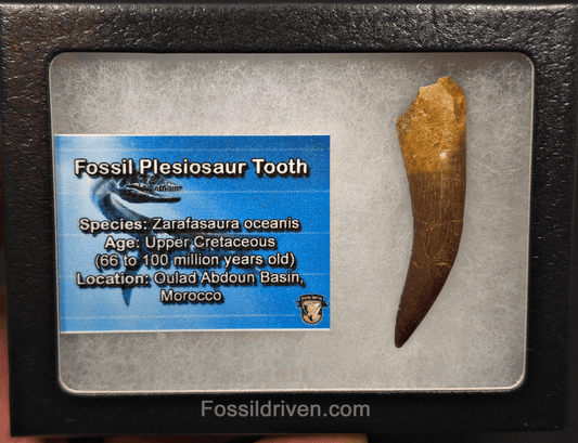 2.19" Fossil Plesiosaur (Zarafasaurus) Tooth - Morocco - Fossil Driven