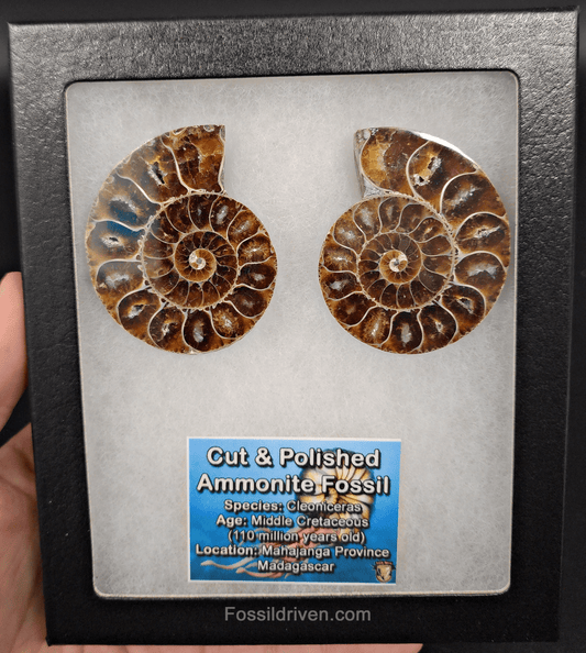 2.21" Cut & Polished Agatized Ammonite Fossil – Display Specimen | Fossil Driven - Fossil Driven