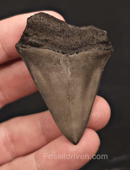 2.22" Fossil Hastalis Mako Shark Tooth - South East, Georgia - Fossil Driven