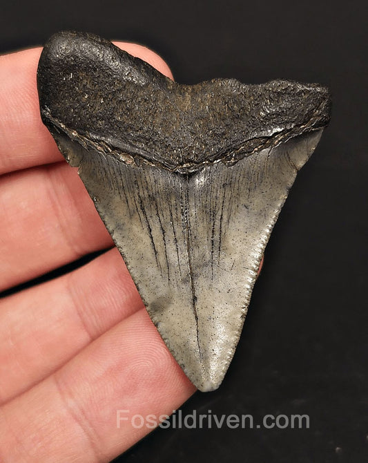 2.23" Fossil Megalodon Tooth for Sale - Beaufort, South Carolina | Fossil Driven - Fossil Driven