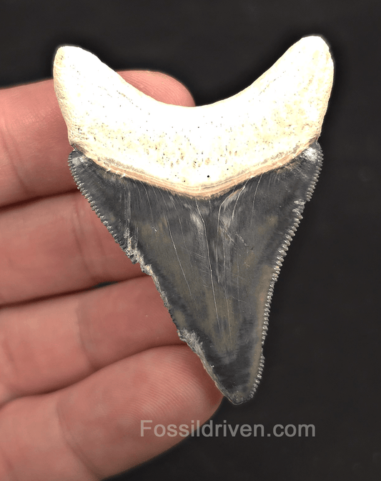 2.24" Blue Fossil Megalodon Tooth - Bone Valley, Florida | Fossil Driven - Fossil Driven