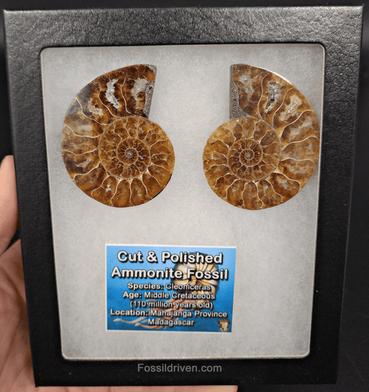 2.26" Cut & Polished Agatized Ammonite Fossil – Display Specimen | Fossil Driven - Fossil Driven