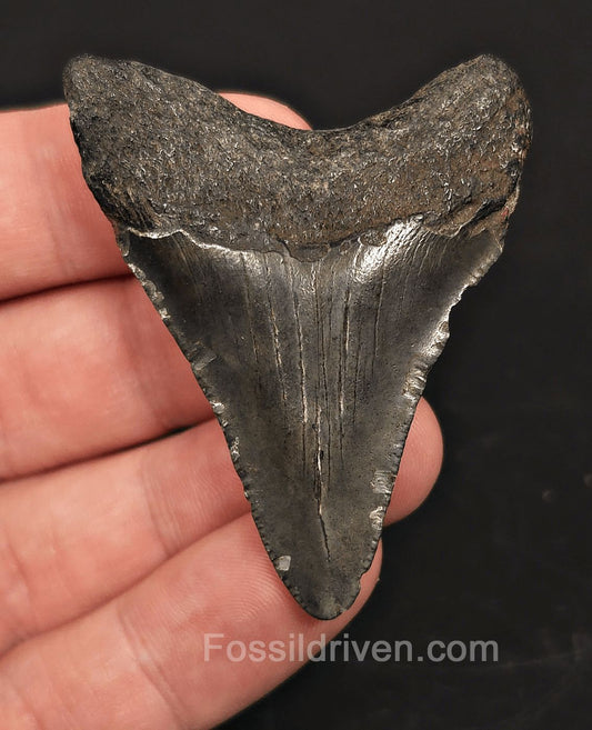 2.26" Fossil Megalodon Tooth - Beaufort, South Carolina | Fossil Driven - Fossil Driven