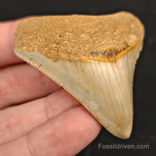 2.27" Fossil Megalodon Tooth - Java, Indonesia | Fossil Driven - Fossil Driven