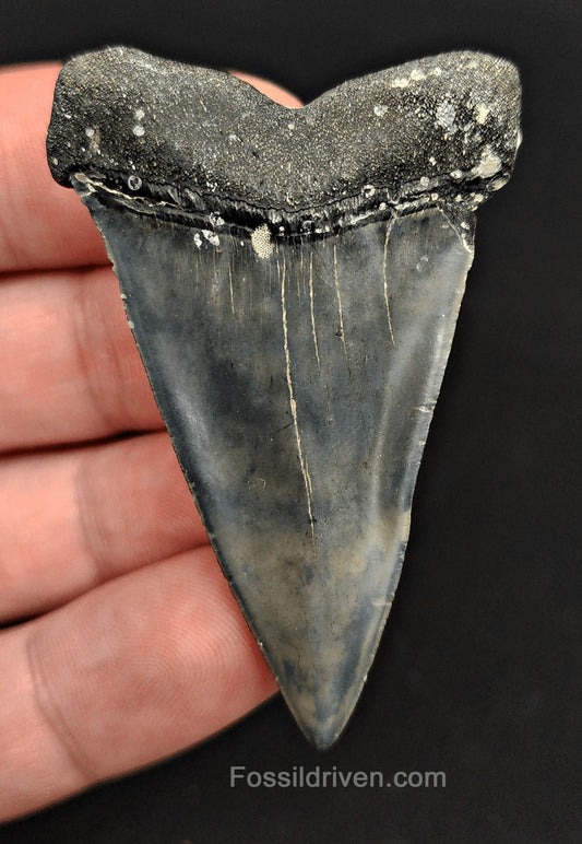 2.28" Fossil Isurus hastalis Shark Tooth – Venice, Florida | Authentic Prehistoric Fossil - Fossil Driven