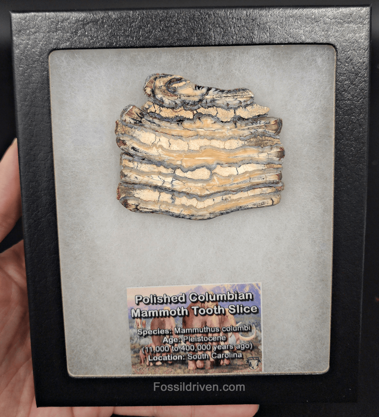 2.30" Columbian Mammoth Tooth Slice – Authentic Fossil | Fossil Driven - Fossil Driven