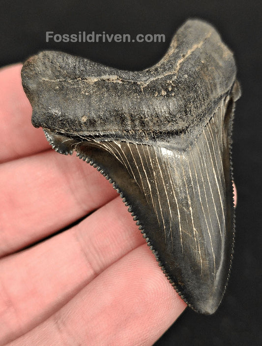 2.30" Fossil Angustidens Shark Tooth – South Carolina (Otodus angustidens) - Fossil Driven